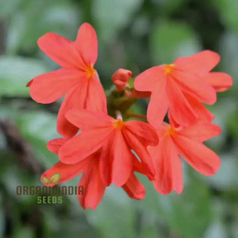 Kanakambara Flower Seed-Hybrid for Planting, Rare Seeds for Exquisite Blooms