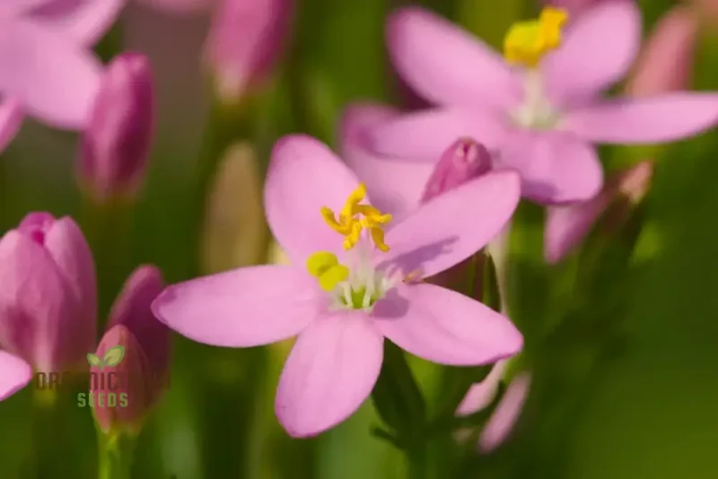 Centaury Seeds for Your Garden | High-Quality Gardening Seeds