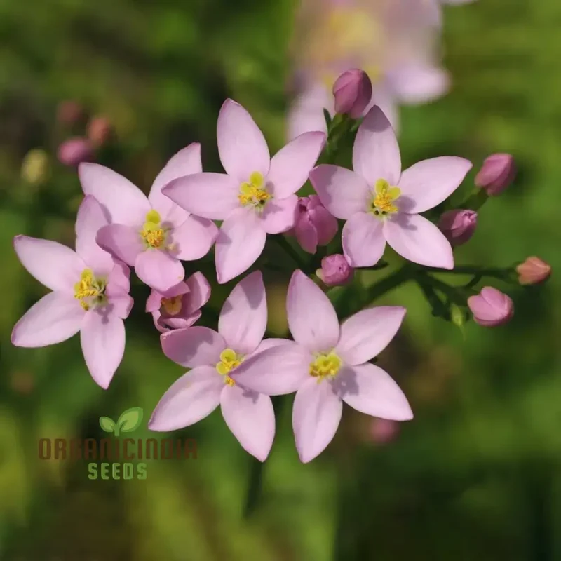 Centaury Seeds for Your Garden | High-Quality Gardening Seeds