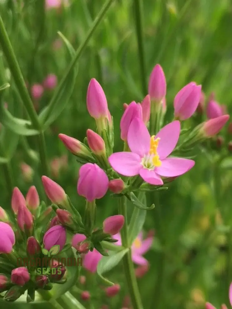 Centaury Seeds for Your Garden | High-Quality Gardening Seeds