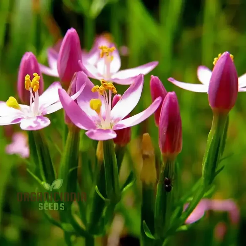 Centaury Seeds for Your Garden | High-Quality Gardening Seeds