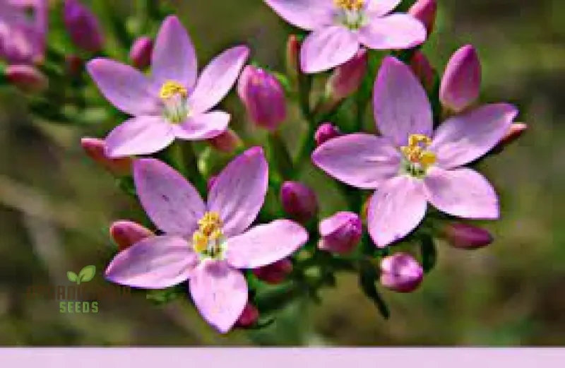 Centaury Seeds for Your Garden | High-Quality Gardening Seeds
