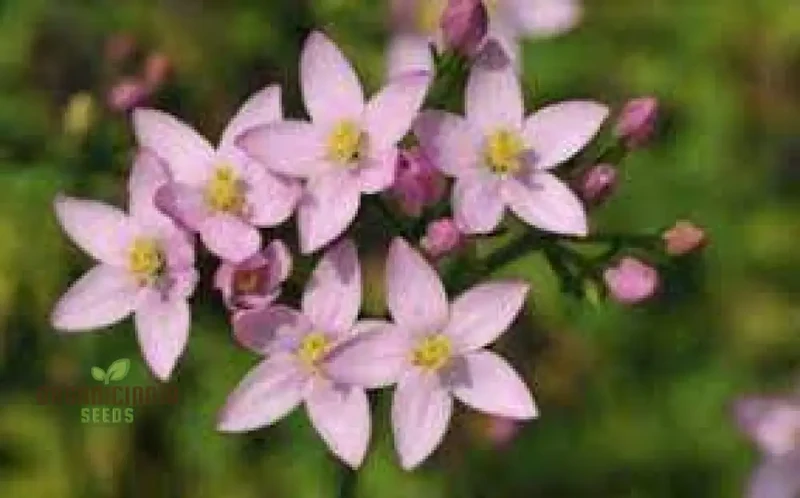 Centaury Seeds for Your Garden | High-Quality Gardening Seeds