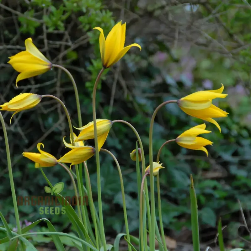 Tulip Sylvestris Flower Seeds For Planting ,Beautiful Wild Tulips for a Naturalistic and Elegant Garden Display