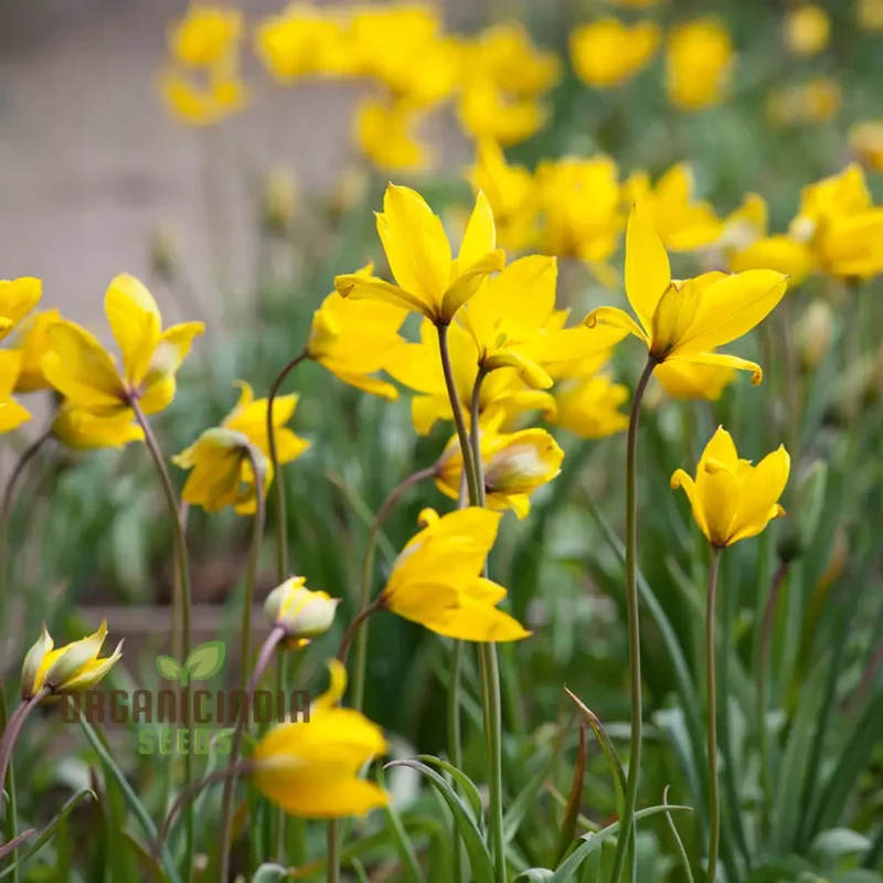 Tulip Sylvestris Flower Seeds For Planting ,Beautiful Wild Tulips for a Naturalistic and Elegant Garden Display
