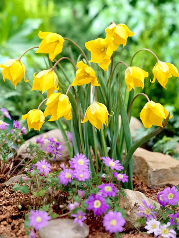 Tulip Sylvestris Flower Seeds For Planting ,Beautiful Wild Tulips for a Naturalistic and Elegant Garden Display