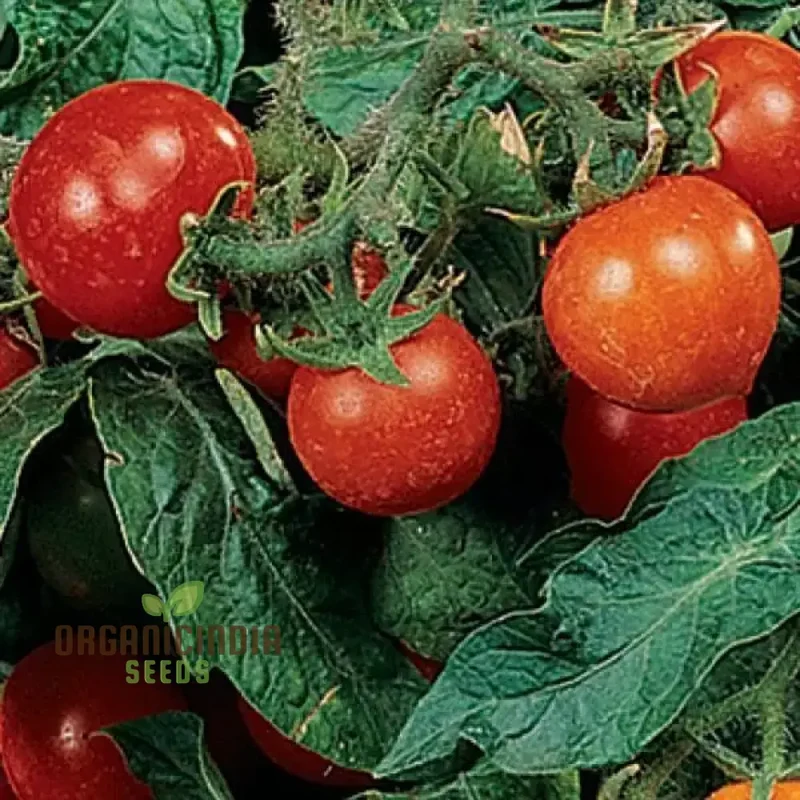 Tomato Micro Tom Vegetable Seeds for Planting, Perfect for Home Gardening, High Yield, Easy to Grow