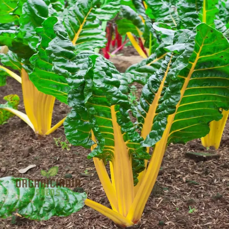Swiss Chard Bright Yellow Vegetable Seeds for Planting, | High-Quality Seeds for Vibrant Garden
