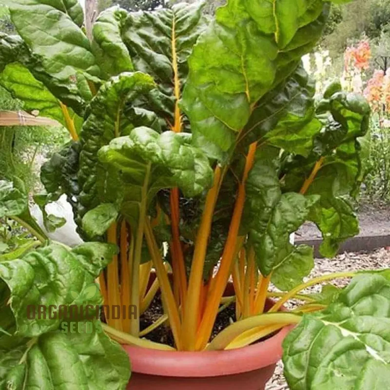 Swiss Chard Bright Yellow Vegetable Seeds for Planting, | High-Quality Seeds for Vibrant Garden
