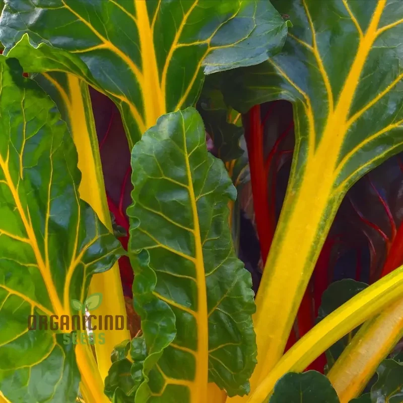 Swiss Chard Bright Yellow Vegetable Seeds for Planting, | High-Quality Seeds for Vibrant Garden
