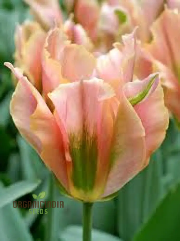 Tulip Artist Bluestone Flower Seeds For Planting, Stunning Blue Tulips for a Beautiful and Unique Spring Garden Display
