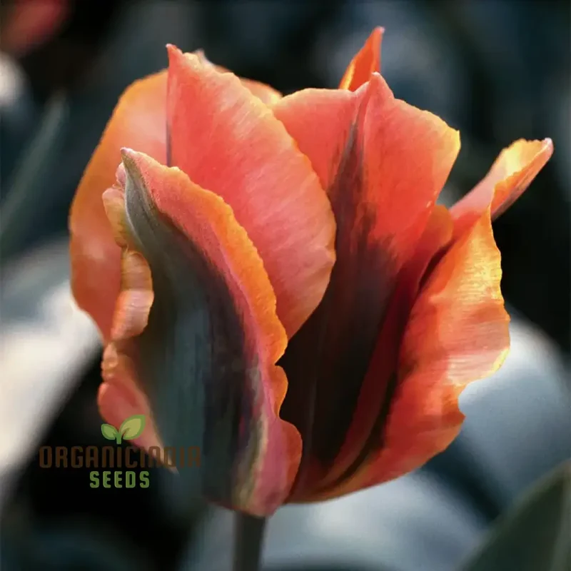 Tulip Artist Bluestone Flower Seeds For Planting, Stunning Blue Tulips for a Beautiful and Unique Spring Garden Display