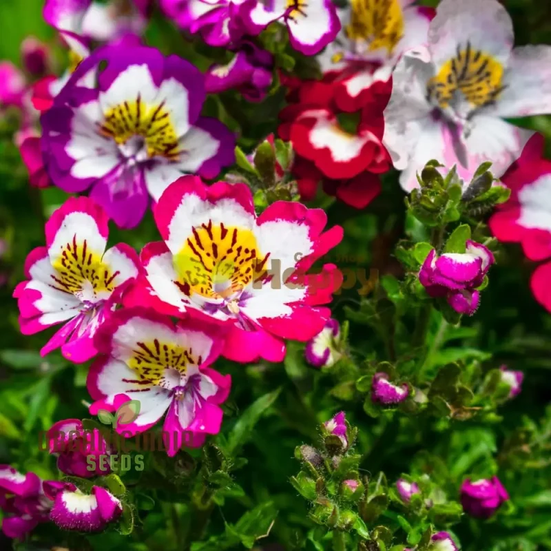 Schizanthus Angel Wings Mix Seeds, Colorful Annual Flowers for Planting