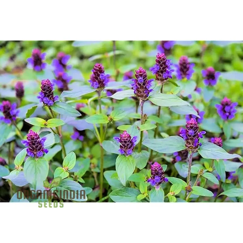 Allheal Seeds for Gardening - Premium Quality Seeds for Successful Planting