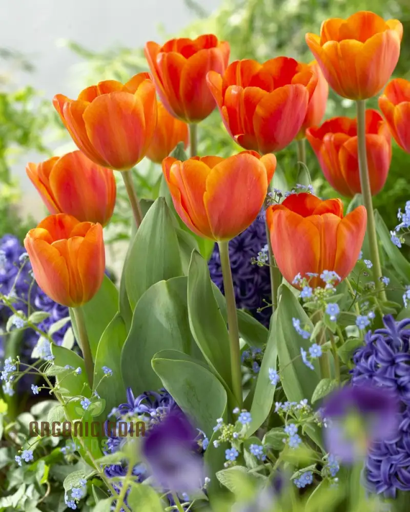 Tulip Annie Schilder Flower Seeds For Planting, Charming and Bright Tulips for a Stunning Spring Garden Display