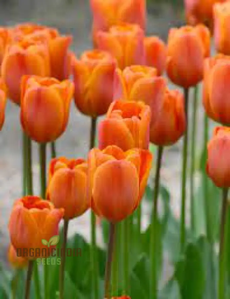 Tulip Annie Schilder Flower Seeds For Planting, Charming and Bright Tulips for a Stunning Spring Garden Display