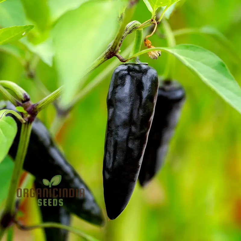 Hot Pepper - Pot Black Seeds for Planting Elevate Your Gardening with Bold, Fiery Harvests