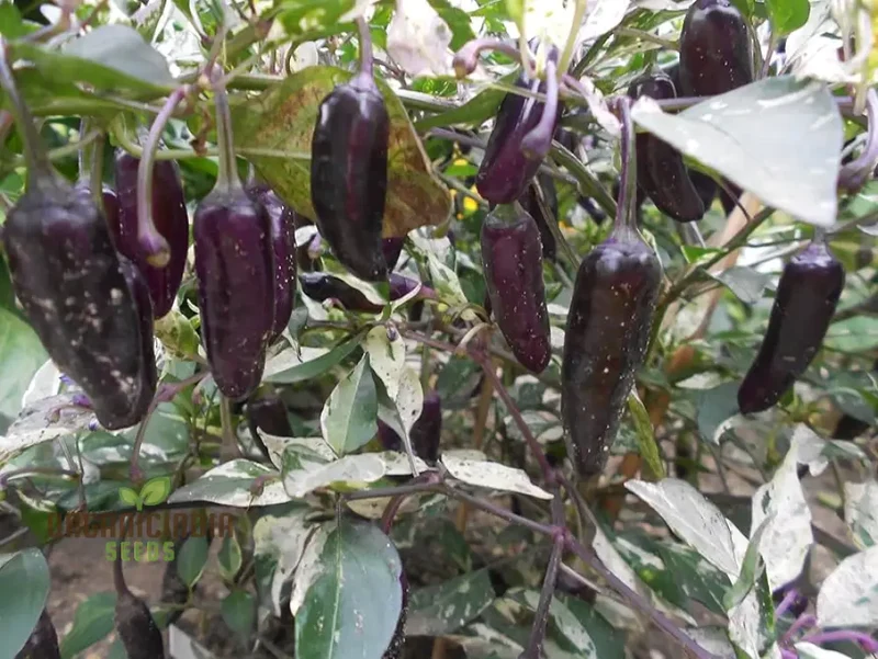 Hot Pepper - Pot Black Seeds for Planting Elevate Your Gardening with Bold, Fiery Harvests