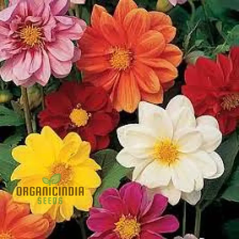 Redskin Mixed Seeds for Planting & Gardening - Organic Seed Varieties