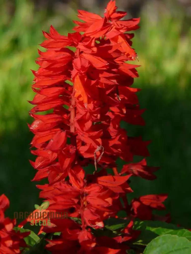 Salvia Saint John's Fire Seeds - Premium Quality for Vibrant Gardening
