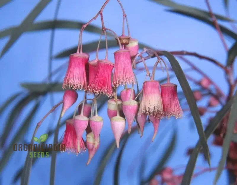 Jingymia Mallee WILDFLOWER Seeds - Ideal for Gardening Enthusiasts | Long-lasting Blooms and Easy Planting