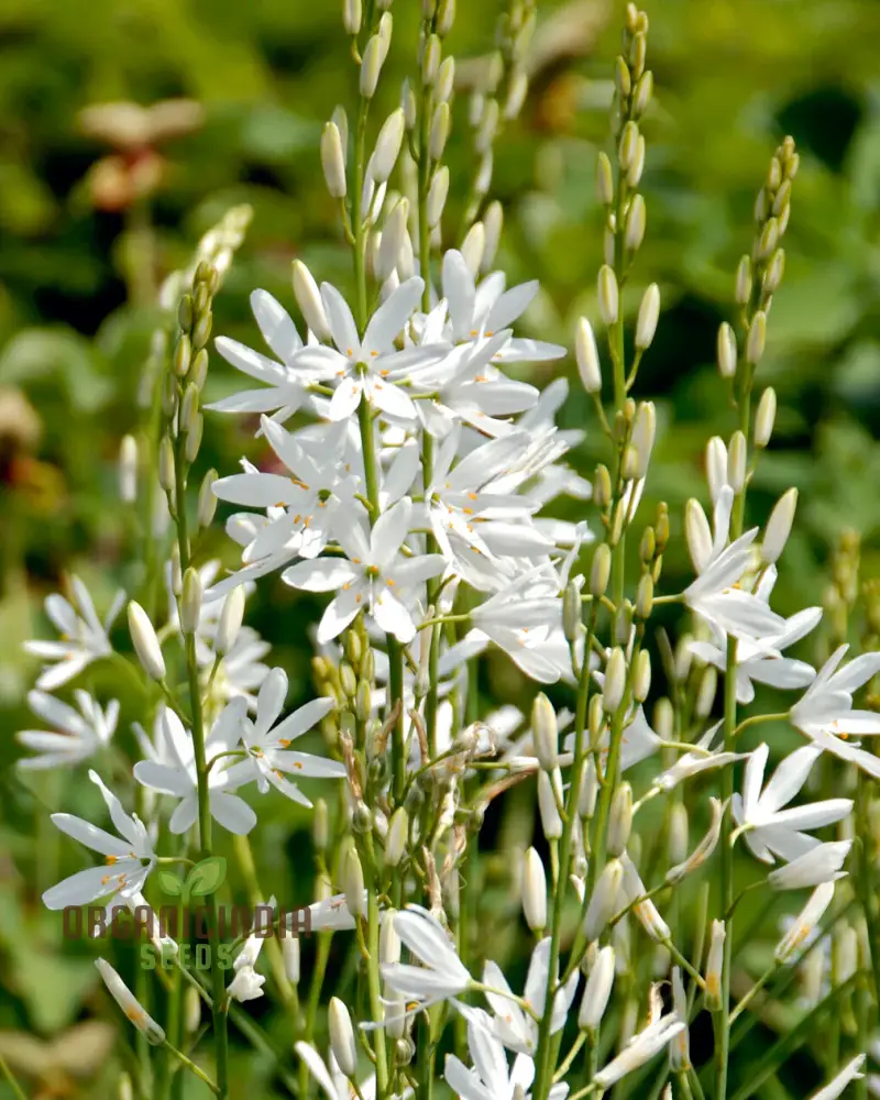 Camassia C. Leichtlinii Alba Flower Seeds For Planting, Elegant White Camassia for a Beautiful and Graceful Garden Display