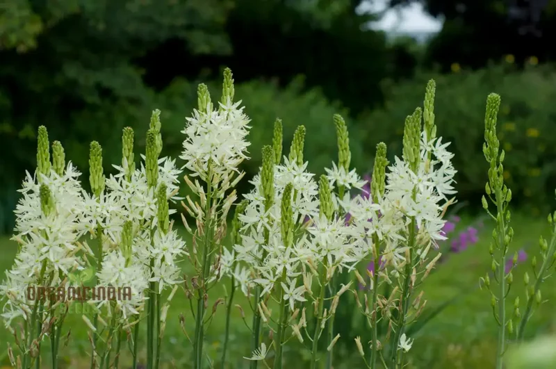 Camassia C. Leichtlinii Alba Flower Seeds For Planting, Elegant White Camassia for a Beautiful and Graceful Garden Display