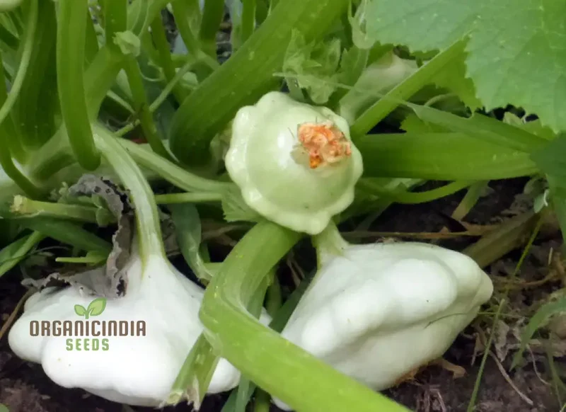 Summer Squash White Scallop Vegetable Seeds for Planting, High-Quality Seeds for Gardening, Perfect for Growing