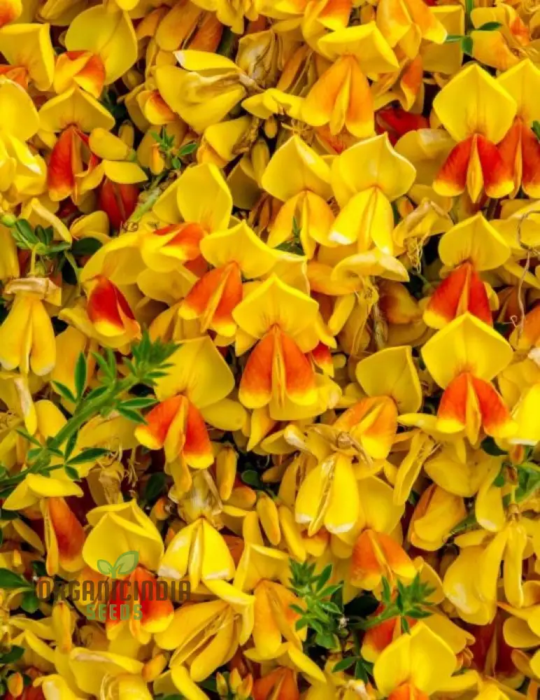 Golden Rosemary Wildflower Seeds for Gardening Enthusiasts | Premium Quality Seeds for Beautiful Gardens