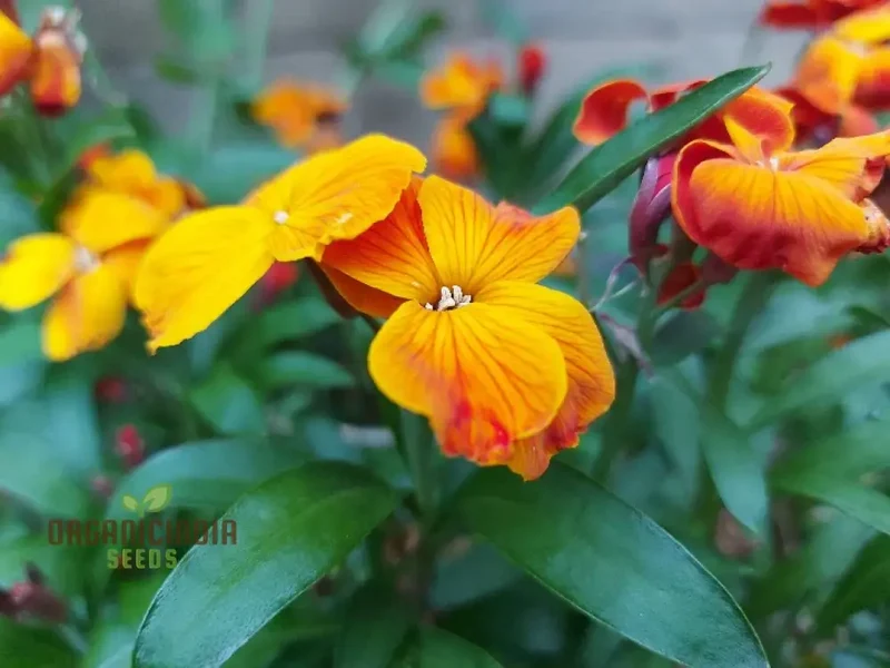 Single Flowered Mix Seeds - Organic Seeds for Colorful Garden Blooms