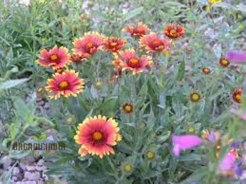 Gaillardia Goblin (Blanket Flower) Seeds - Vibrant Blooms for Your Garden | Gardening Essentials
