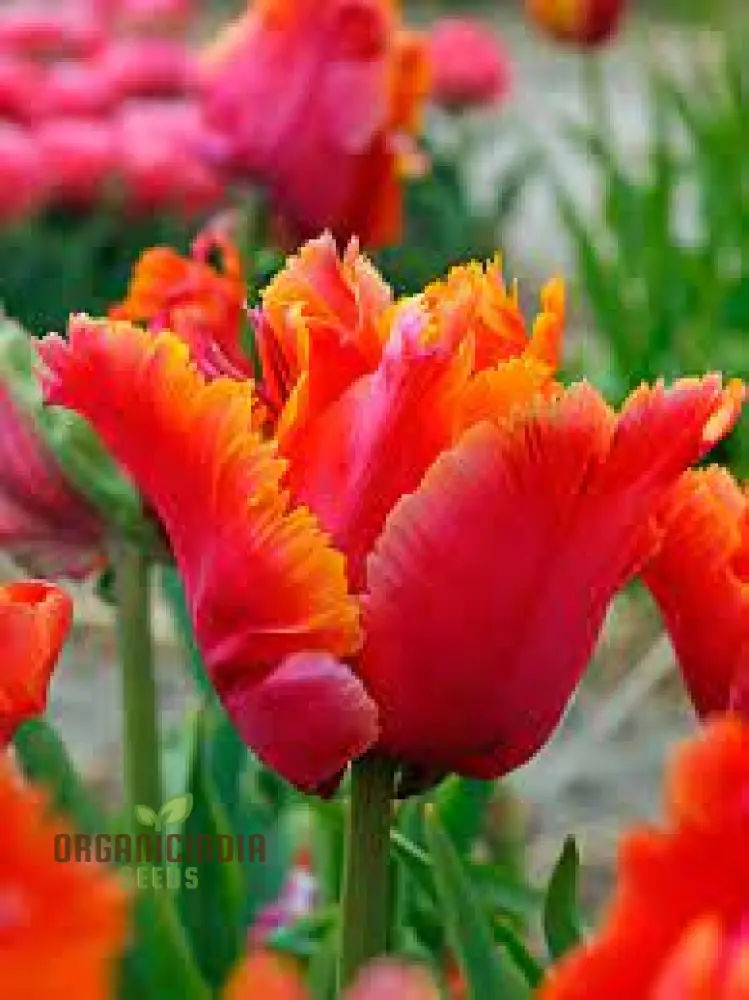 Tulip Avignon Parrot Flower Seeds For Planting, Vibrant and Exotic Parrot Tulips for a Stunning Spring Garden Display