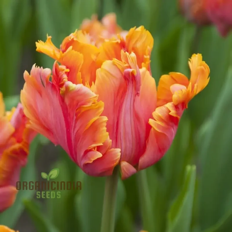 Tulip Avignon Parrot Flower Seeds For Planting, Vibrant and Exotic Parrot Tulips for a Stunning Spring Garden Display