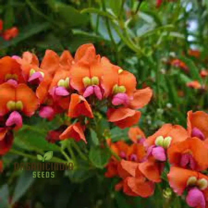 Coral Creeper Wildflower Seeds for Gardening Enthusiasts - Premium Quality Seeds for Vibrant Garden Blooms