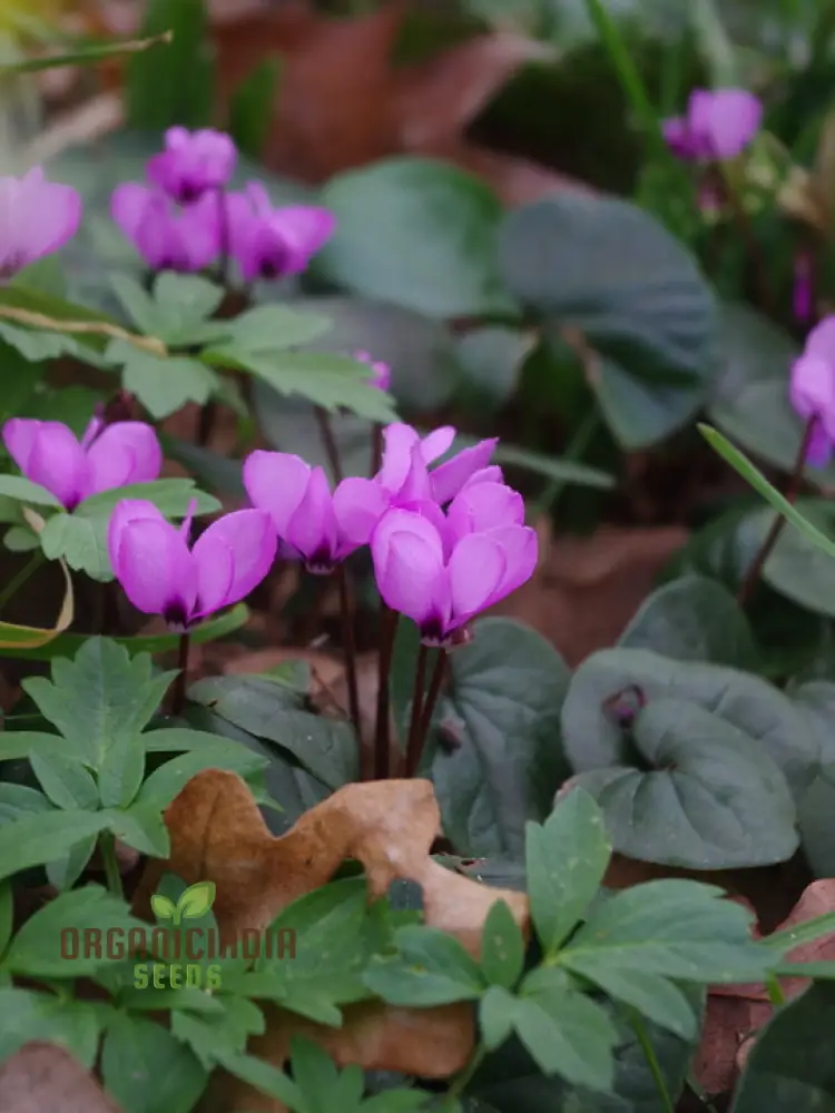 Cyclamen Cyberia Rose Silver Flower Seeds For Planting, Elegant Rose-Silver Blooms for a Striking Garden Display
