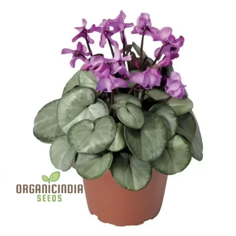 Cyclamen Cyberia Rose Silver Flower Seeds For Planting, Elegant Rose-Silver Blooms for a Striking Garden Display