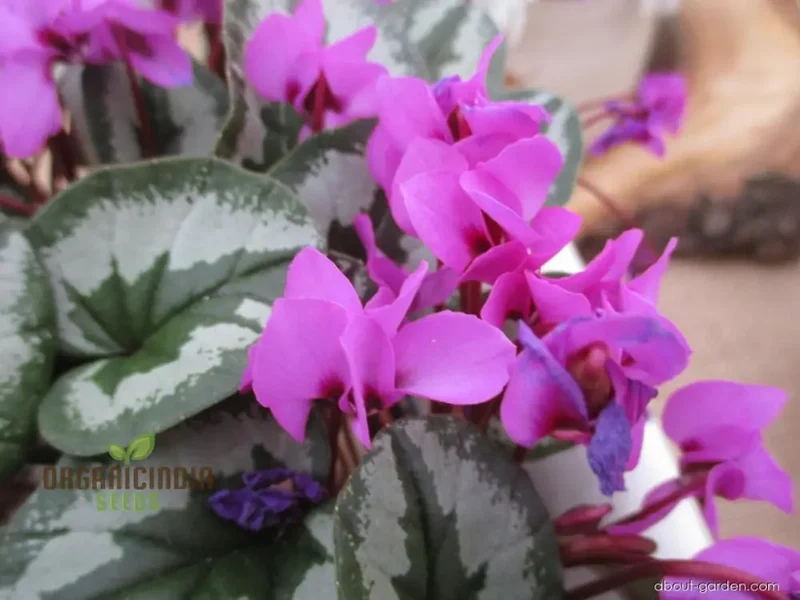 Cyclamen Cyberia Rose Silver Flower Seeds For Planting, Elegant Rose-Silver Blooms for a Striking Garden Display