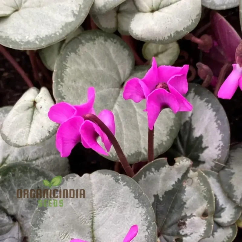 Cyclamen Cyberia Rose Silver Flower Seeds For Planting, Elegant Rose-Silver Blooms for a Striking Garden Display