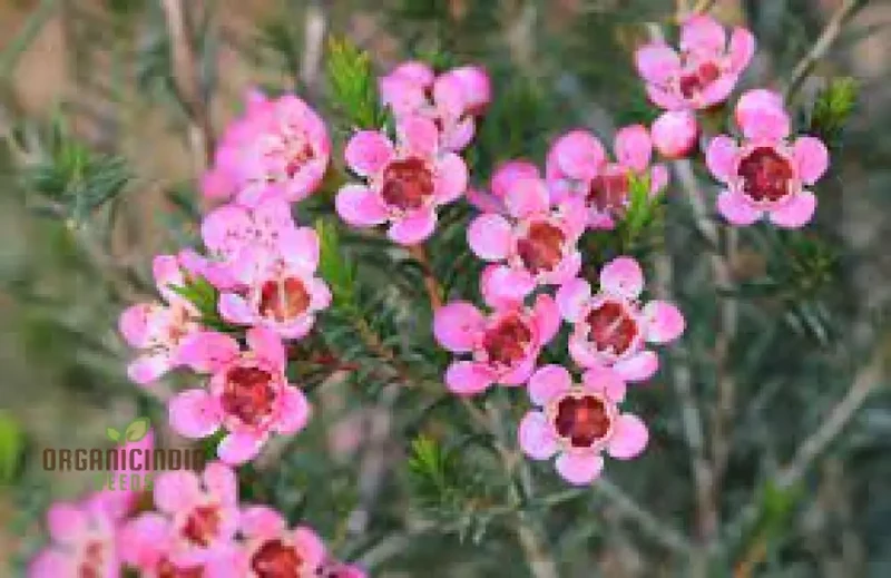 Compacted Featherflower Wildflower Seeds for Gardening Enthusiasts - Premium Quality and Easy Planting Instructions