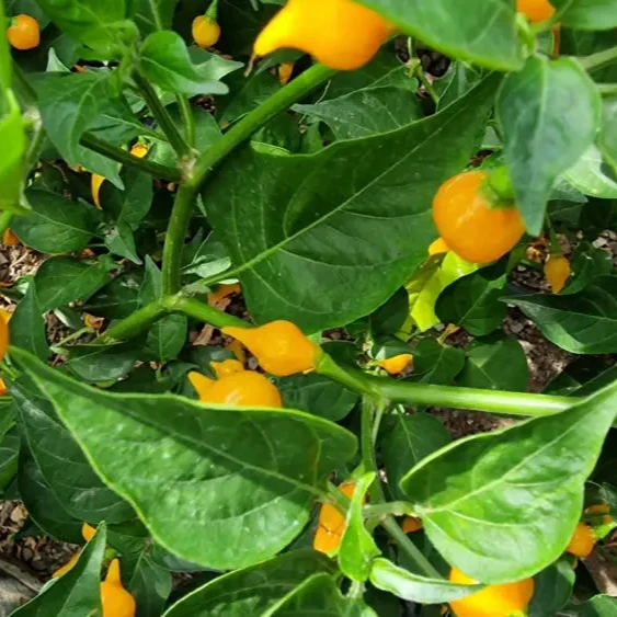 Hot Pepper Biquinho Yellow Seeds Elevate Your Gardening with Bold, Flavorful Harvests!