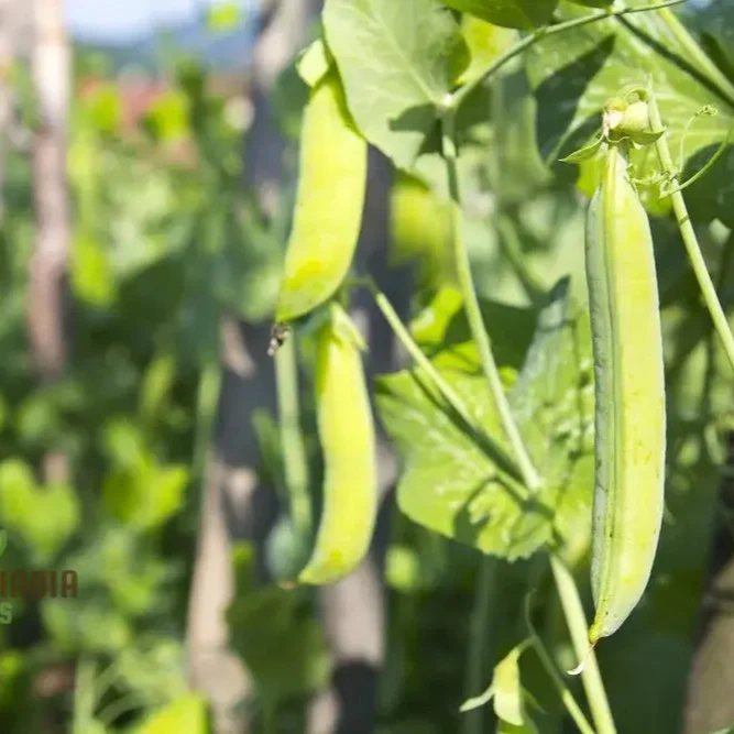 Runner Bean Hestia (Dwarf) Vegetable Seeds for Planting, Perfect for Small Gardens & Containers â€“ High-Quality Seeds for Easy Gardening