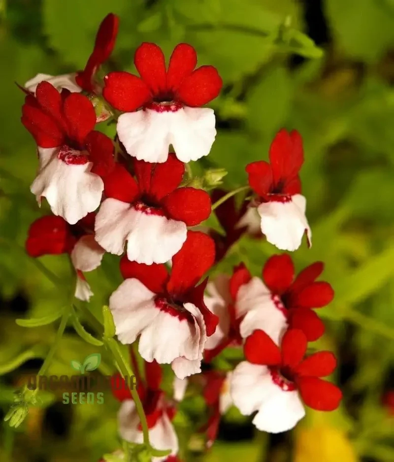 Nemesia Red and White Seeds for Vibrant Planting - Premium Quality Seeds for Lengthy Blooming Seasons
