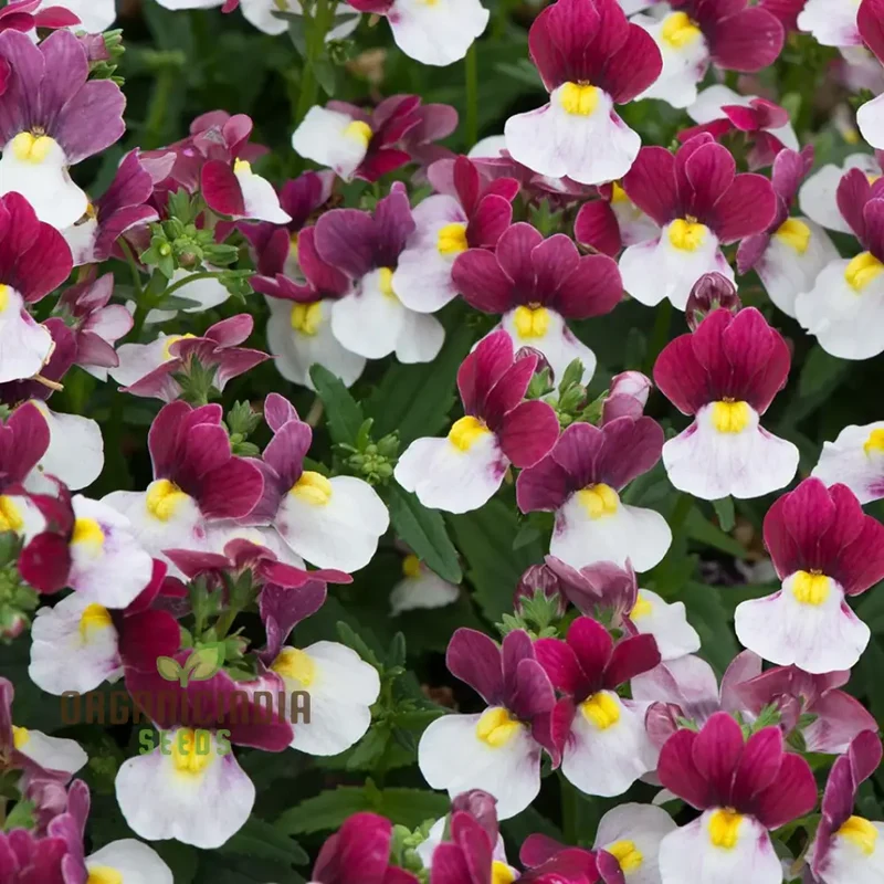 Nemesia Red and White Seeds for Vibrant Planting - Premium Quality Seeds for Lengthy Blooming Seasons