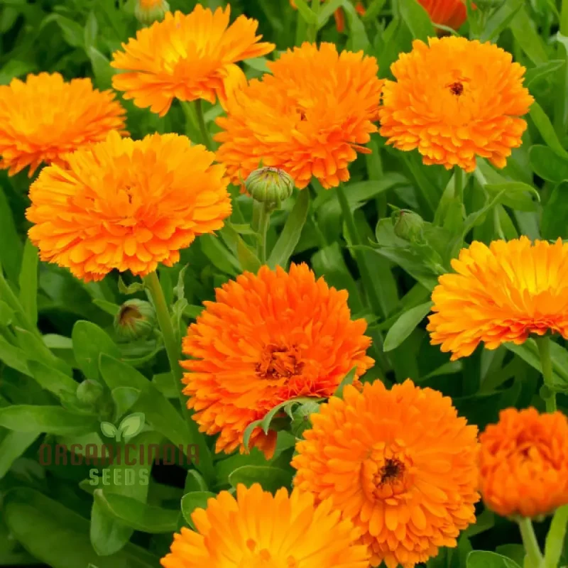 Ball's Orange Seeds for Planting - High-Quality Organic Seeds