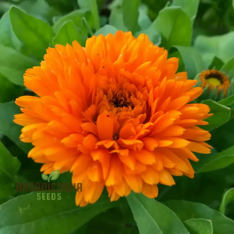Ball's Orange Seeds for Planting - High-Quality Organic Seeds