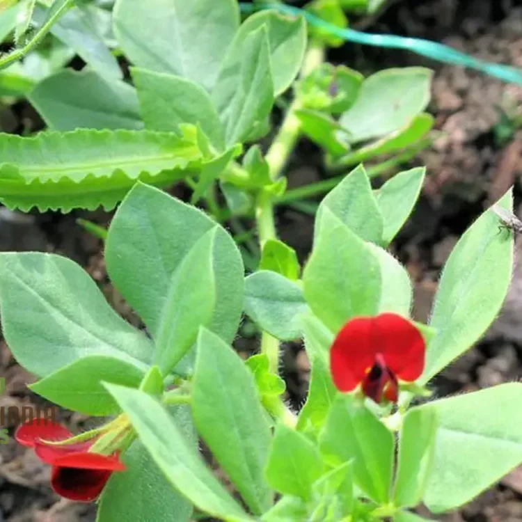 Asparagus Pea Vegetable Seeds For Planting, Unique and Flavorful Vegetable for an Exciting Garden Harvest