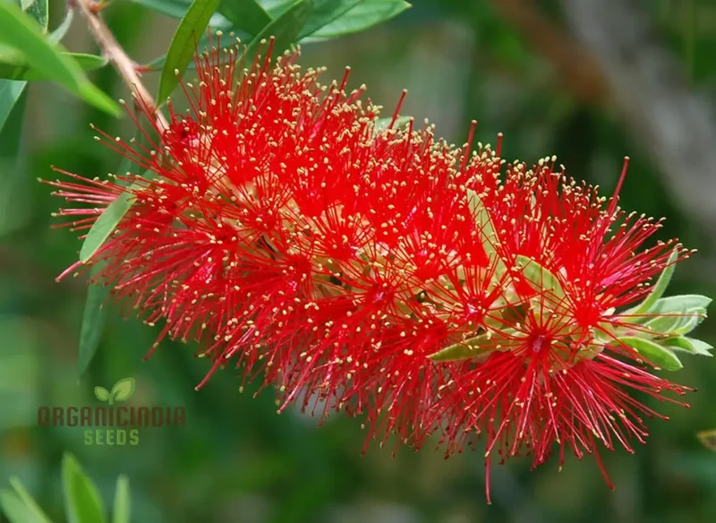 Albany Bottlebrush Wildflower Seeds - Premium Gardening Seeds for Vibrant Blooms
