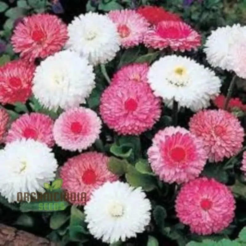 Monstrosa Mix Seeds for Stunning Garden Displays | Premium Quality Seeds for Successful Planting
