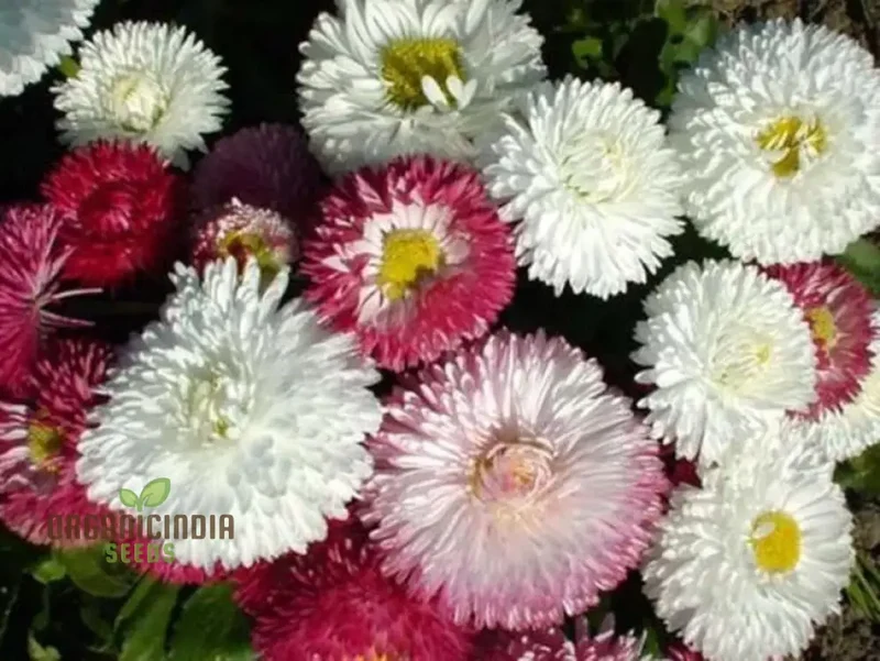 Monstrosa Mix Seeds for Stunning Garden Displays | Premium Quality Seeds for Successful Planting