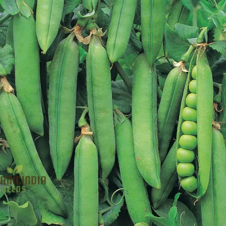 Pea Bean Vegetable Seeds for Planting, High-Quality Seeds for Grow Healthy, Productive Pea Beans in Your Garden Perfect Seeds for Home Garden